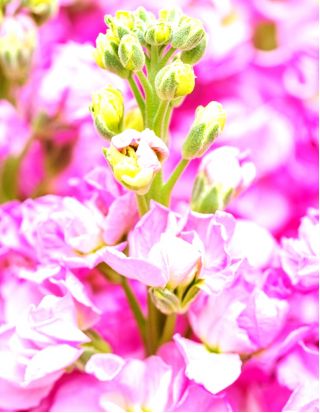 Lewkonia wielopędowa różowa - Liroza
