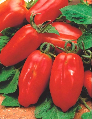 BIO Pomidor szklarniowy - Marzano 2 - Certyfikowane nasiona ekologiczne