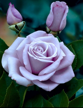 Róża wielkokwiatowa - Dr Blue - sadzonka