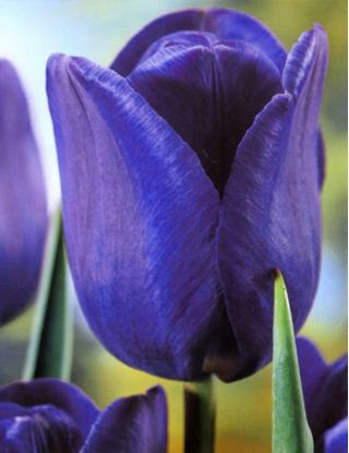Tulipan niebieski - Blue - 5 szt.