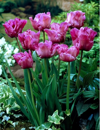 Tulipan papuzi fioletowy - Parrot purple - duża paczka! - 50 szt.