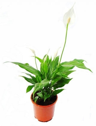 Skrzydłokwiat - Spathiphyllum