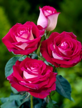 Róża wielkokwiatowa kremowo-różowa - sadzonka