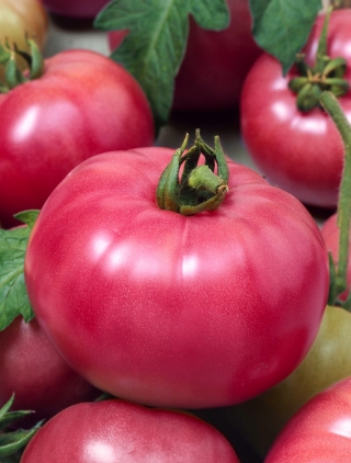 Pomidor Malinowy Ożarowski - odmiana dla każdego