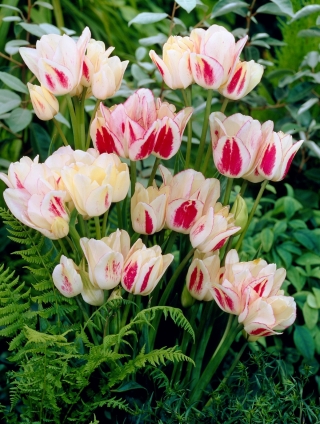 Tulipan Candy Club - GIGA paczka! - 250 szt.