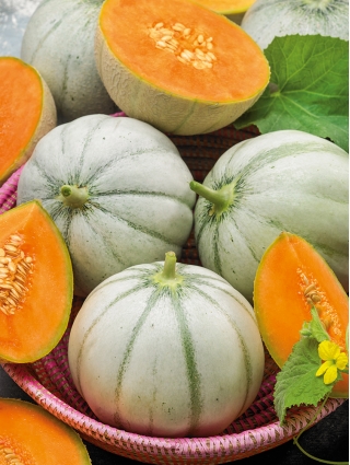 Melon Charentaise - cukrowy