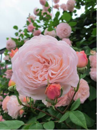 Róża pnąca różowa - sadzonka