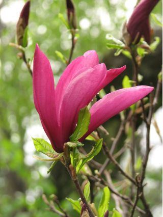 Magnolia ciemnoróżowa - Susan