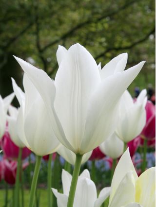 Tulipan White Wings - opak. 5 szt.