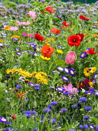 Kwietna łączka - mieszanka ponad 40 gatunków kwiatów polnych