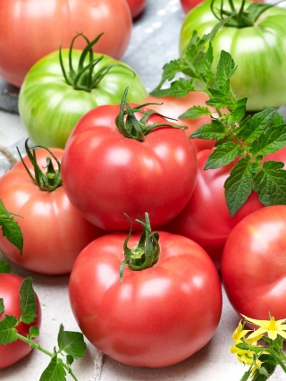 Pomidor Zorza Toruńska - bardzo wczesny, malinowy, mięsisty