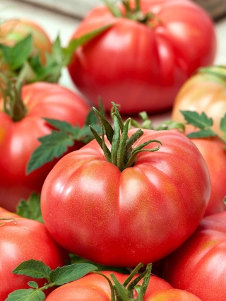 Pomidor Malinowy Warszawski - gruntowy - 10 gram