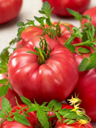 Pomidor Malinowy Olbrzym