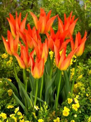 Tulipan Lilyfire - duża paczka! - 50 szt.