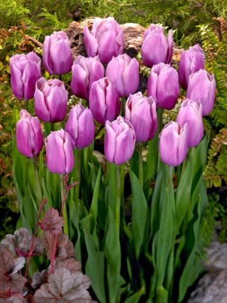 Tulipan Holland Beauty - duża paczka! - 50 szt.