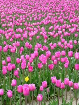 Tulipan Pink Diamond - opak. 5 szt.