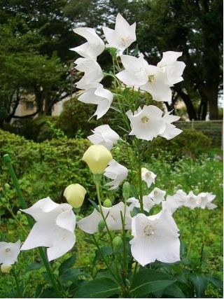 Platykodon wielkokwiatowy biały
