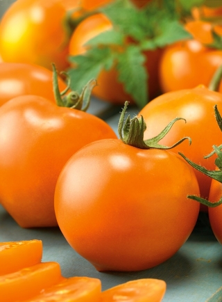 Pomidor Akron - szklarniowy, tunelowy, pomarańczowo-czerwony