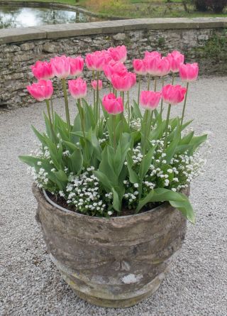 Tulipan różowy i niezapominajka alpejska biała - zestaw cebulek i nasion