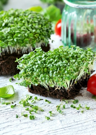 Microgreens - Bazylia zielona - młode listki o unikalnym smaku - 1 kg