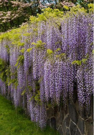 Wisteria niebiesko-fioletowa - Glicynia chińska, Słodin - najpiękniejsze pnącze świata - sadzonka