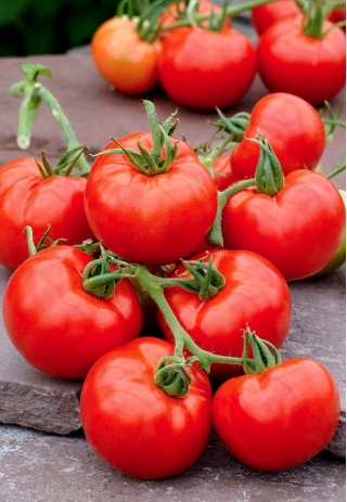 Pomidor Lubań - gruntowy, intensywnie czerwony, bez piętki