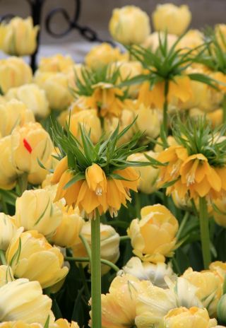 Zestaw - korona cesarska żółta i tulipan pełny żółty - 18 szt.