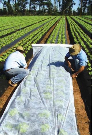 Agrowłóknina wiosenna - ochrona roślin dla zdrowych plonów - 1,60 m x 20,00 m