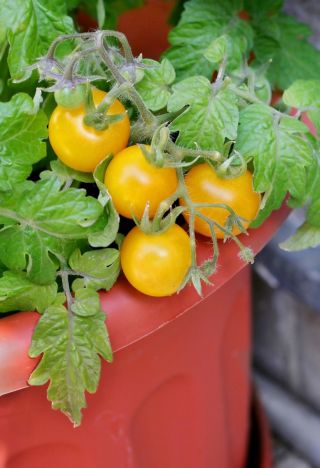 Mini ogród - Pomidor typu cherry - żółty - do uprawy na balkonach i tarasach