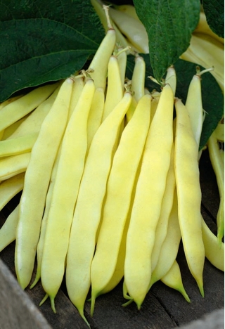 Fasola Maxigold - szparagowa, żółta