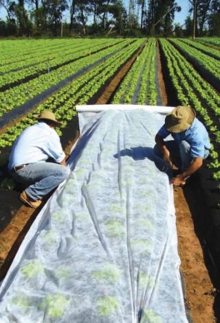 Agrowłóknina wiosenna - ochrona roślin dla zdrowych plonów - 2,1 m x 20,00 m