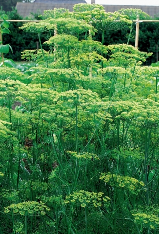 Koper ogrodowy Tetra - najlepszy na wczesny, zielony zbiór