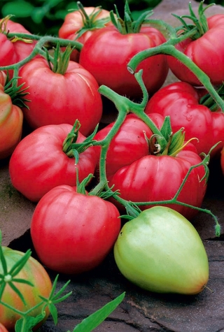 Pomidor Cuor di Bue typ Bawole Serce - gruntowy, wysoki
