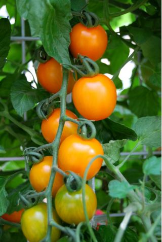 Pomidor doniczkowy zwisający - Żółty i czerwony