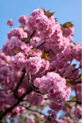 Wiśnia japońska 'Shimidsu Sakura' - duża sadzonka