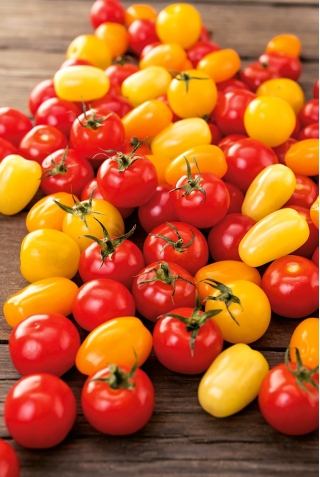 Pomidorki cherry - mieszanka kolorów!