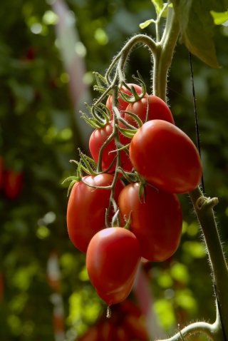 Pomidor Lambert - gruntowy, karłowy, średniowczesny, bardzo plenny, doskonały na przeciery