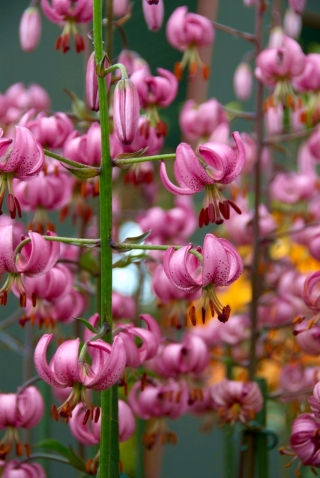 Lilia złotogłów różowa - Pink