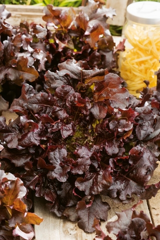 Sałata Red Salad Bowl - dębolistna