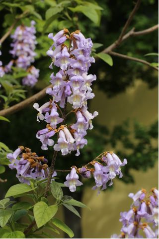 Paulownia omszona - sadzonka