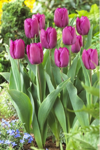 Tulipan purpurowy - Purple - duża paczka! - 50 szt.