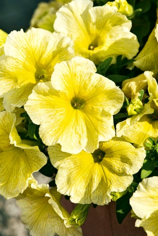 Petunia wielkokwiatowa - żółta