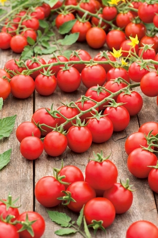 Pomidor Cherrola - koktajlowy do ogrodu i pod osłony