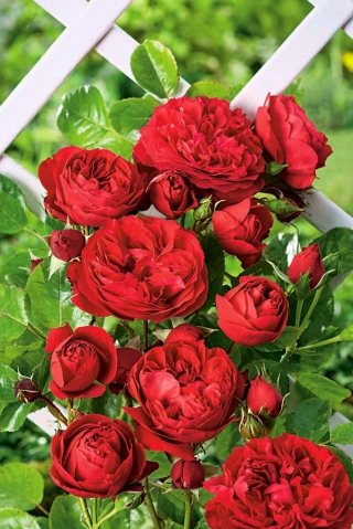 Róża pnąca czerwona - sadzonka