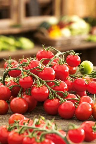 Pomidor Idyll - czereśniowy