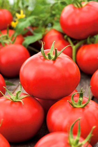 Pomidor Alka - gruntowy