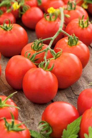 Pomidor Szach - gruntowy o bardzo kształtnych owocach