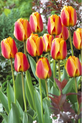 Tulipan czerwono-żółty - Red-yellow - duża paczka! - 50 szt.