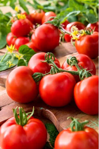 Pomidor Gallant F1 - 250 nasion - nasiona profesjonalne dla każdego