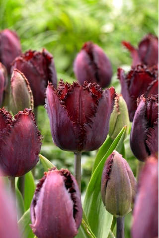 Tulipan Black Jewel - duża paczka! - 50 szt.